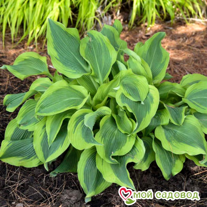 Хоста Атлантис