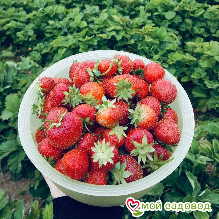 Клубника Зефир (ранний сорт) ЗКС 1С